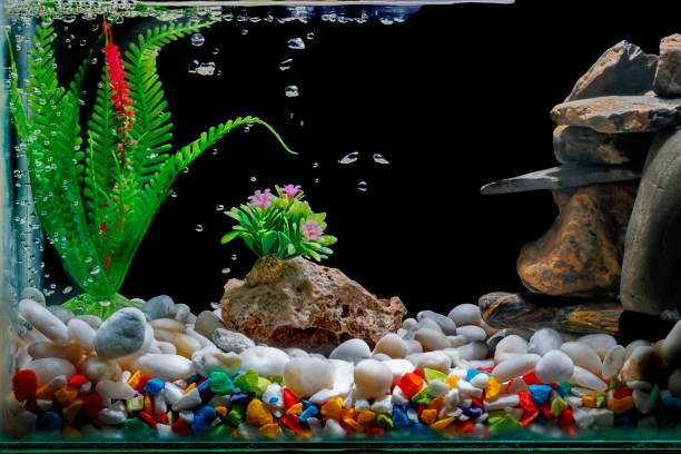 istock Fish tank decor, with gravel and tree, with bubbles on the black backdrop. 1028022462