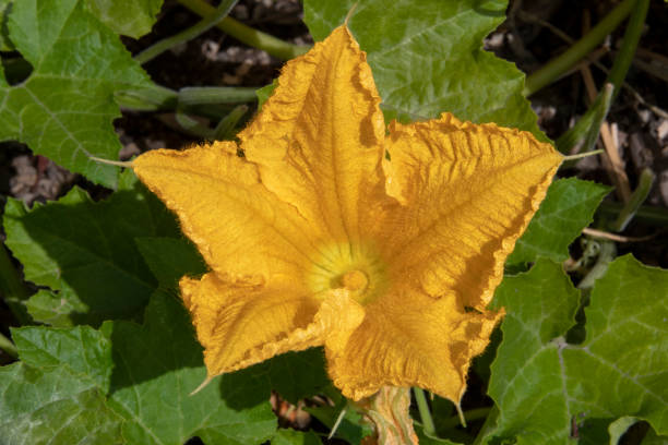 Yellow male squash blossom, Cucurbita pepo, blooming in garden.