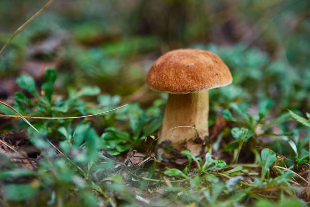 istock Cep Mushroom Growing in Autumn Forest. Boletus. Mushroom picking 1028029196