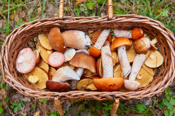 istock Mushrooms in a wicker basket. Forest gifts 1028029404