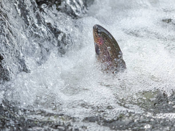 istock Rainbow Trout head Close-up Jumping Oncorhynchus Mykiss Small Waterfall 1028031646