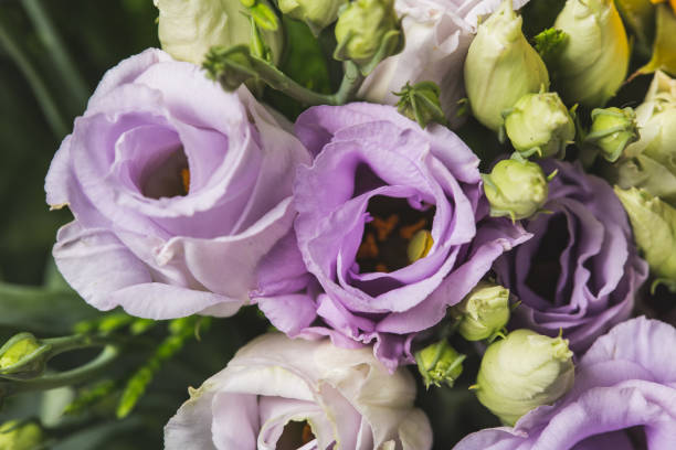 istock Purple roses in bloom close up 1028035196