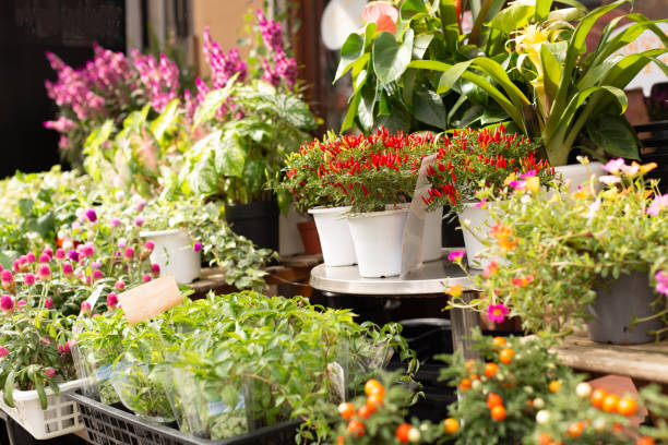 istock Pot flowers on sale 1028041316