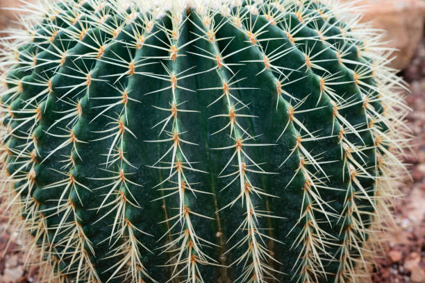 istock Closeup cactus on pebble and sand background inside the greenhouse 1028042304
