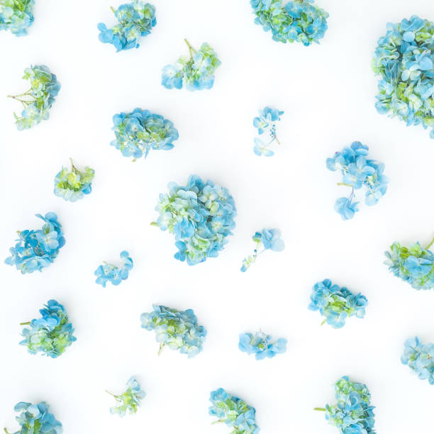 istock Blue hydrangea flowers on white background. Flat lay, top view. Floral background 1028056066