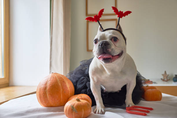 Halloween pumpkin witch dog stock photo