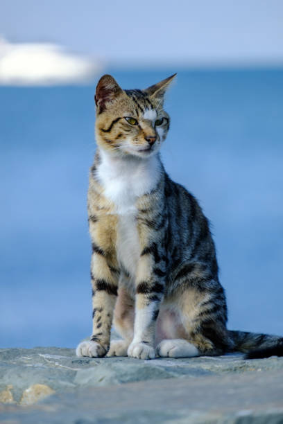 Istanbul, Turkey. Three-colored cat resting against the backdrop of the Marmara Sea