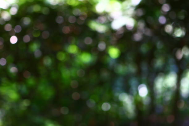 istock Bokeh natural dark green background. Park with trees on a sunny summer day. 1028067448