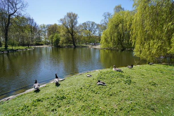 istock wild bird in the park 1028068060