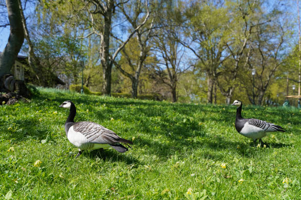 istock wild bird in the park 1028068074