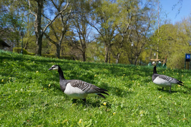 istock wild bird in the park 1028068076