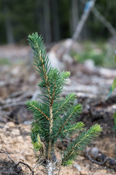 istock Spruce plant newly planted 1028068182