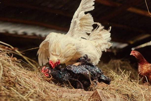 mating of a white rooster and a black hen on a farm, in a henhouse with hay - tail feather imagens e fotografias de stock