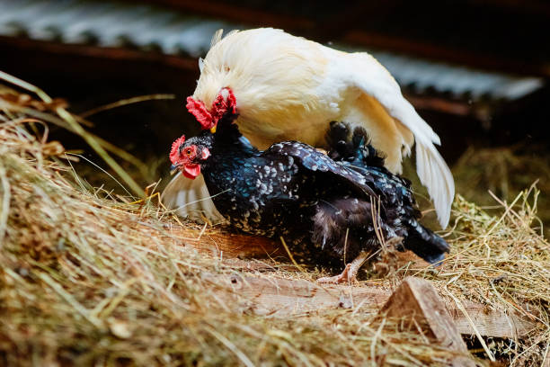 mating of a white rooster and a black hen on a farm, in a henhouse with hay - tail feather imagens e fotografias de stock