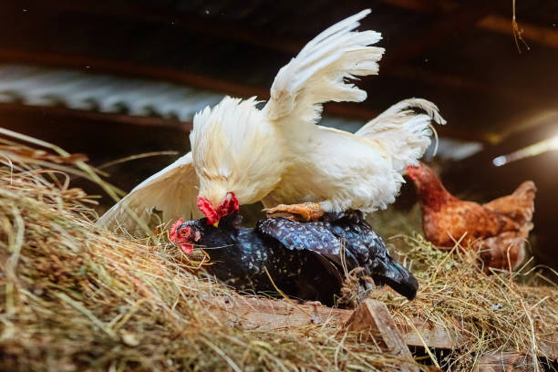 mating of a white rooster and a black hen on a farm, in a henhouse with hay - tail feather imagens e fotografias de stock