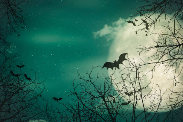 Halloween background. The spooky forest with full moon background