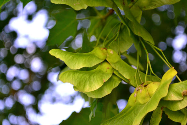 단풍 씨앗류 - maple green maple keys tree 뉴스 사진 이미지