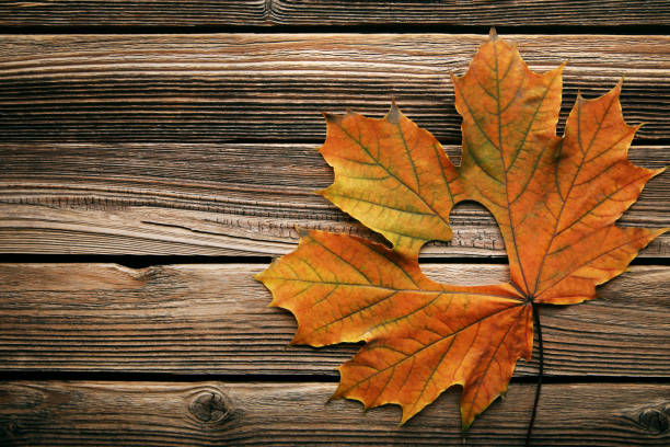 istock Dry maple leaf with heart on brown wooden table 1028075586