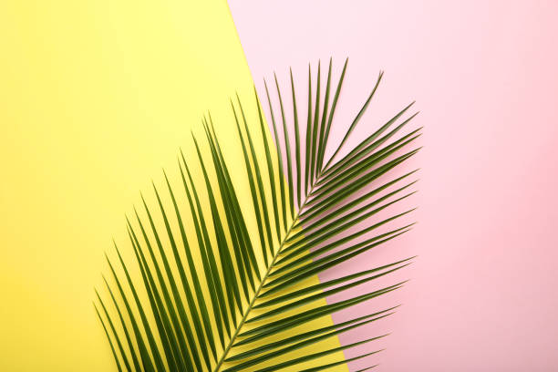 istock Green palm leaf on colorful background 1028078150