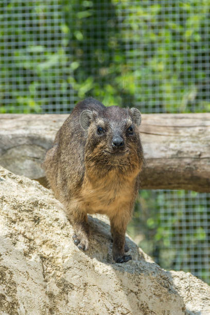 istock Mountain rabbit - Daman - Procavia capensis standing on a stone 1028078726