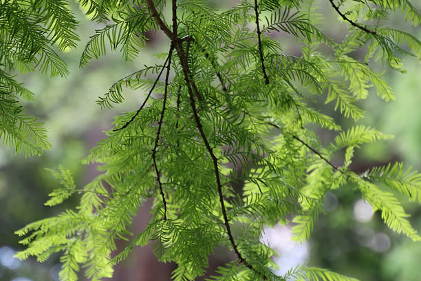 istock Close up of Evergreen Branches and Leaves 1028081614