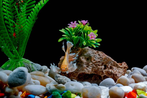 istock Fighting fish, Siamese fish, in a fish tank decorated with pebbles and trees, Black background. 1028085404