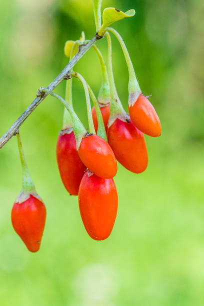 la baya de goji, o wolfberry. madura en la rama. anti envejecimiento de la fruta. closeup.  lycium barbarum o lycium chinense. - wolfberry fotografías e imágenes de stock