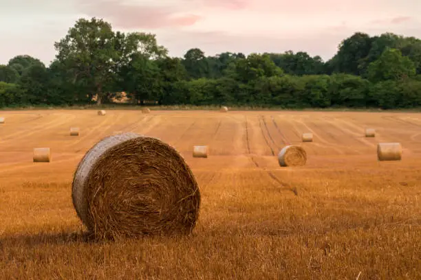 Round hay bales at sunset on farmland in West Sussex, UK, after a prolonged period of dry hot weather creating an early harvest.