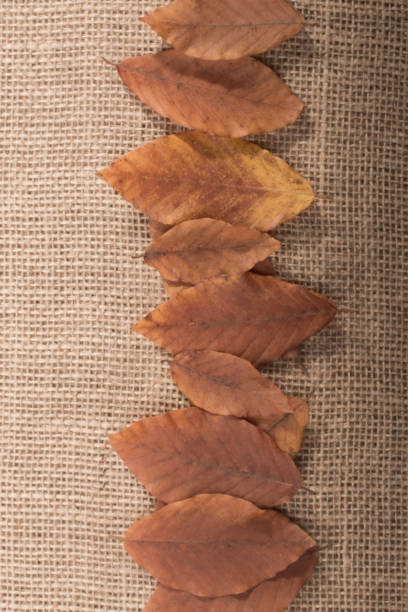 istock dry Autumn time leaves in view 1028096368