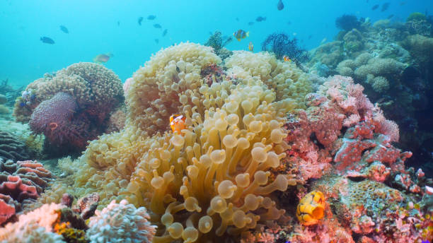 istock Clownfish Anemonefish in actinia 1028100842
