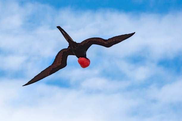 istock Great frigatebird (Fregata minor) at Galapagos islands 1028104630