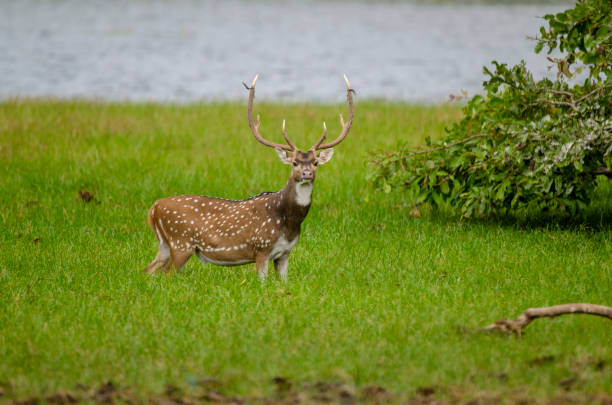 Spotted Dear The chital (/tʃɪtl/[2]) or cheetal (Axis axis), also known as spotted deer or axis deer, is a species of deer that is native in the Indian subcontinent. The species was first described by German naturalist Johann Christian Polycarp Erxleben in 1777. A moderate-sized deer, male chital reach nearly 90 cm (35 in) and females 70 cm (28 in) at the shoulder. While males weigh 30–75 kg (66–165 lb), the lighter females weigh 25–45 kg (55–99 lb). The species is sexually dimorphic; males are larger than females, and antlers are present only on males. The upper parts are golden to rufous, completely covered in white spots. The abdomen, rump, throat, insides of legs, ears, and tail are all white. The antlers, three-pronged, are nearly 1 m (3.3 ft) long.


Scientific classification e
Kingdom:	Animalia
Phylum:	Chordata
Class:	Mammalia
Order:	Artiodactyla
Family:	Cervidae
Subfamily:	Cervinae
Genus:	Axis
C. H. Smith, 1827
Species:	A. axis
Binomial name
Axis axis
(Erxleben, 1777)
Chital range map.png
Chital native range valentinstag stock pictures, royalty-free photos & images