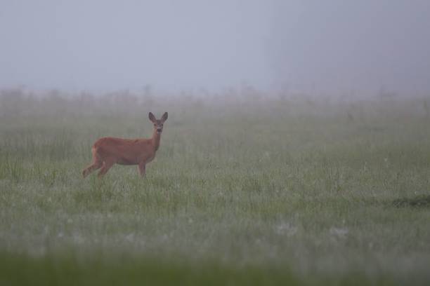 istock Roe deer in the morning mist 1028104986