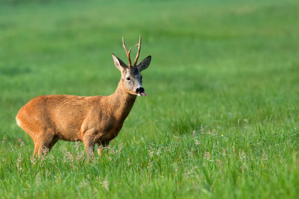 istock Buck deer in a clearing 1028105050