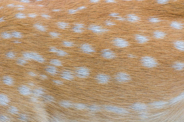 istock deer fur / deer skin 1028112860