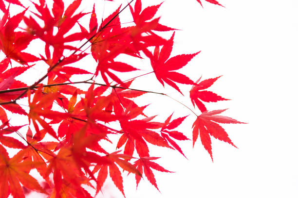 istock Red maple leaves/ branches in autumn season isolated on white background, Japan 1028113426