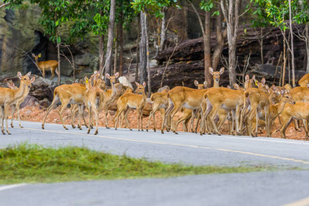 istock deer crossing the street 1028116418