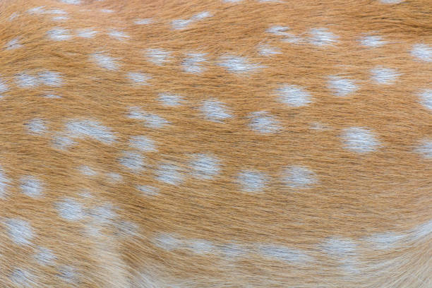 istock deer fur / deer skin 1028116558
