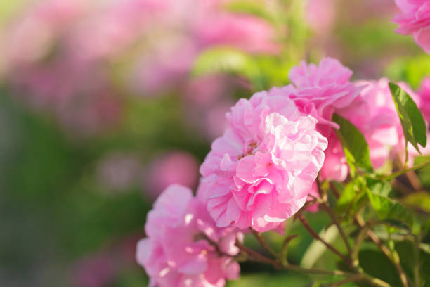 pink rose bush close up on field background