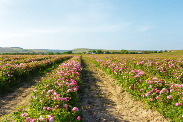 istock Field of roses 1028119644