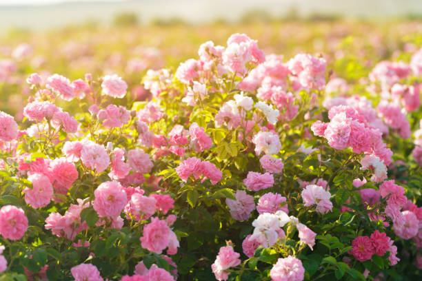 istock pink rose bush closeup on field background 1028122658