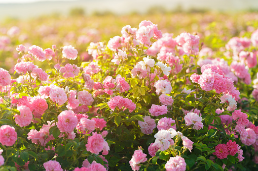 pink rose bush closeup on field background