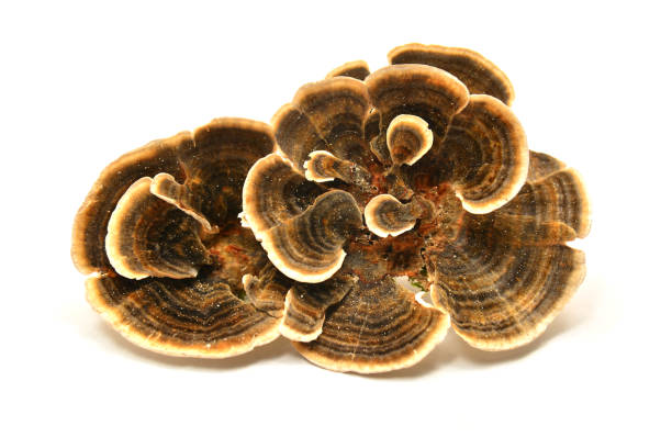 turkey tail fungus Trametes versicolor mushroom, commonly the turkey tail"n basidiomycota stock pictures, royalty-free photos & images