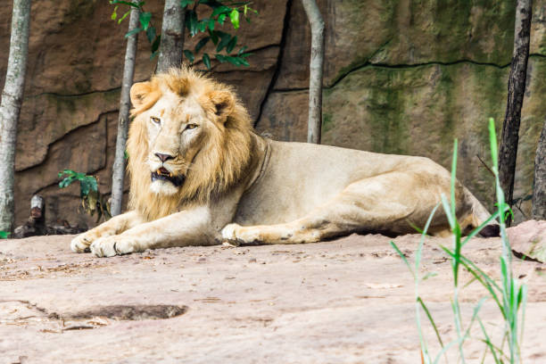istock Big lion lying on the rock 1028124084