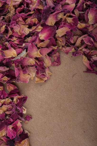istock Background of dried  rose petals 1028127644