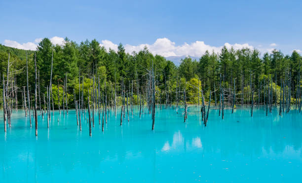 Panorama view of Dry tree and forest at Blue Pond in Biei Town, Hokkaido, Japan. Biei town is located in the middle of "Asahikawa city" and "Furano city" Panorama view of Dry tree and forest at Blue Pond in Biei Town, Hokkaido, Japan. Biei town is located in the middle of "Asahikawa city" and "Furano city" biei town stock pictures, royalty-free photos & images