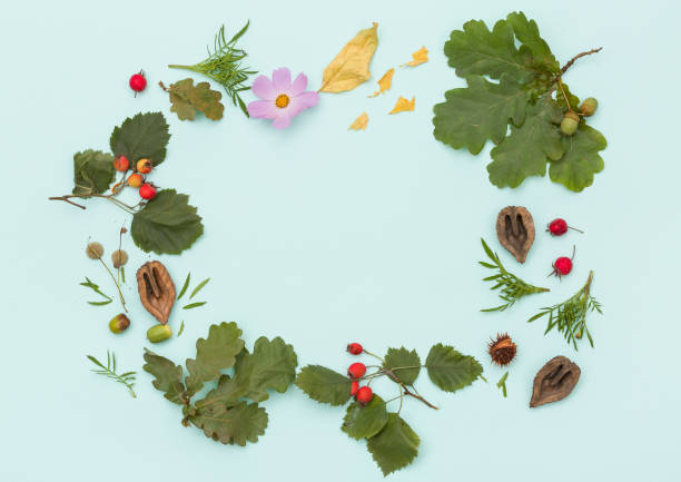 istock Top view on  different plants, nuts and flowers on turquoise wooden background.  Round frame or wreath. autumn concept 1028131696