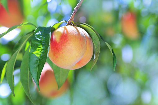 juicy peaches hang on a branch