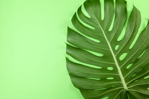 istock Fashion background with Monstera leaf 1028132026