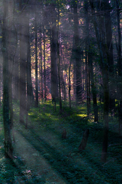 istock Rays of light in the forest.Cabbage.Knowledge of the diverse world around. 1028135724